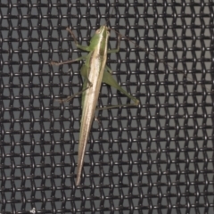 Conocephalus upoluensis at Higgins, ACT - 3 Jan 2022 03:02 AM