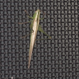 Conocephalus upoluensis at Higgins, ACT - 3 Jan 2022 03:02 AM