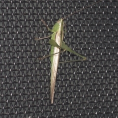 Conocephalus upoluensis at Higgins, ACT - 3 Jan 2022 03:02 AM