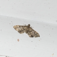 Nacoleia rhoeoalis (Spilomelinae) at Higgins, ACT - 5 Jan 2022 by AlisonMilton