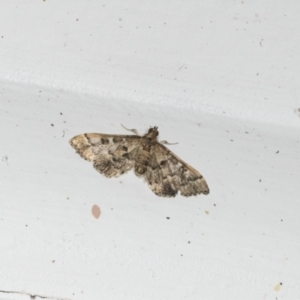 Nacoleia rhoeoalis at Higgins, ACT - 6 Jan 2022 08:28 AM