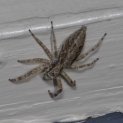 Helpis minitabunda (Threatening jumping spider) at Higgins, ACT - 3 Jan 2022 by AlisonMilton