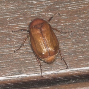 Rhopaea sp. (genus) at Higgins, ACT - 6 Jan 2022 02:23 AM