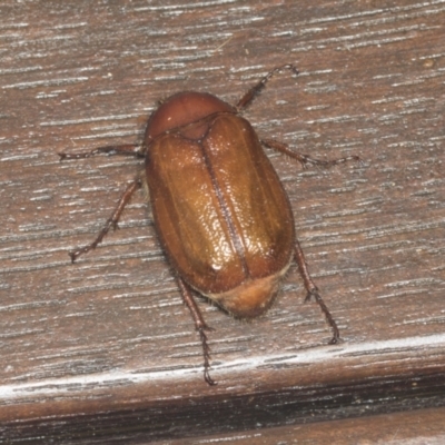 Rhopaea sp. (genus) (Pasture scarab) at Higgins, ACT - 6 Jan 2022 by AlisonMilton