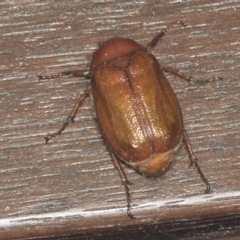 Rhopaea sp. (genus) at Higgins, ACT - 6 Jan 2022 02:23 AM