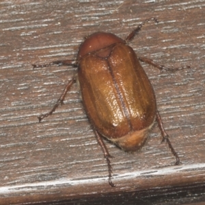 Rhopaea sp. (genus) at Higgins, ACT - 6 Jan 2022 02:23 AM