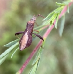 Melanacanthus scutellaris (Small brown bean bug) at QPRC LGA - 7 Jan 2022 by Steve_Bok