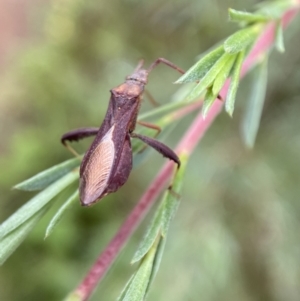 Melanacanthus scutellaris at Jerrabomberra, NSW - 7 Jan 2022