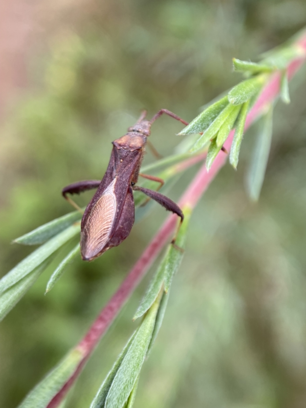 Melanacanthus scutellaris at Jerrabomberra, NSW - 7 Jan 2022
