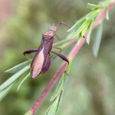 Melanacanthus scutellaris (Small brown bean bug) at QPRC LGA - 7 Jan 2022 by Steve_Bok