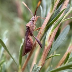 Melanacanthus scutellaris at Jerrabomberra, NSW - 7 Jan 2022