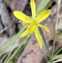 Tricoryne elatior (Yellow Rush Lily) at Jerrabomberra, NSW - 7 Jan 2022 by SteveBorkowskis