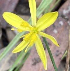 Tricoryne elatior at Jerrabomberra, NSW - 7 Jan 2022 11:26 AM