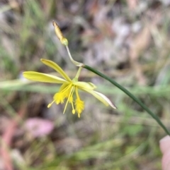 Tricoryne elatior at Jerrabomberra, NSW - 7 Jan 2022 11:26 AM