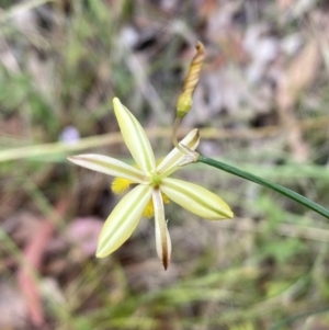 Tricoryne elatior at Jerrabomberra, NSW - 7 Jan 2022 11:26 AM