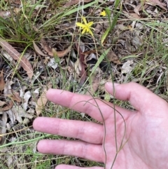 Tricoryne elatior at Jerrabomberra, NSW - 7 Jan 2022 11:26 AM