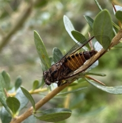 Yoyetta celis (Silver Princess Cicada) at Jerrabomberra, NSW - 7 Jan 2022 by SteveBorkowskis