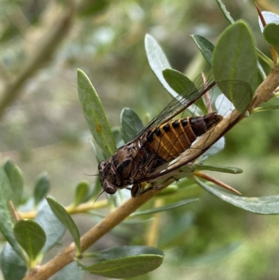 Yoyetta celis (Silver Princess Cicada) at QPRC LGA - 7 Jan 2022 by Steve_Bok