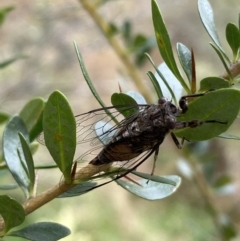 Yoyetta celis at Jerrabomberra, NSW - 7 Jan 2022