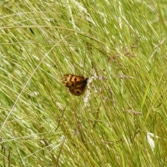 Heteronympha cordace (Bright-eyed Brown) at Cotter River, ACT - 4 Jan 2022 by KMcCue