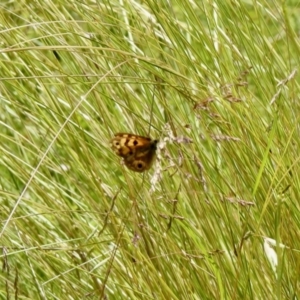 Heteronympha cordace at Cotter River, ACT - 4 Jan 2022 12:35 PM