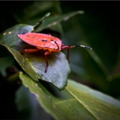 Musgraveia sulciventris (Bronze Orange Bug) at Holt, ACT - 7 Jan 2022 by Margo