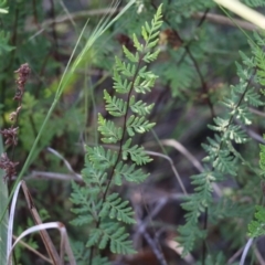 Cheilanthes sieberi (Rock Fern) at Ben Boyd National Park - 30 Dec 2021 by KylieWaldon