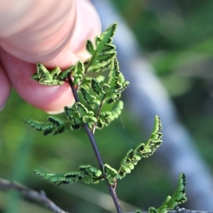 Cheilanthes sieberi at Pambula Beach, NSW - 31 Dec 2021