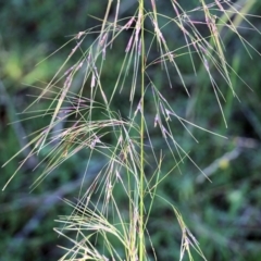 Austrostipa sp. (A Corkscrew Grass) at Pambula Beach, NSW - 31 Dec 2021 by KylieWaldon