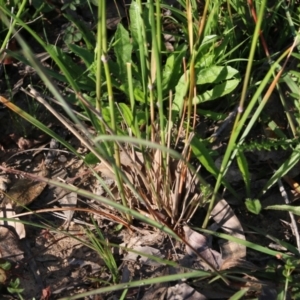 Austrostipa sp. at Pambula Beach, NSW - 31 Dec 2021 06:38 AM