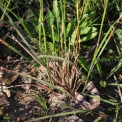 Austrostipa sp. at Pambula Beach, NSW - 31 Dec 2021