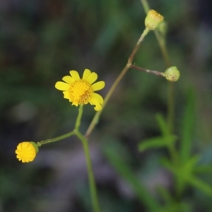 Senecio madagascariensis at Pambula Beach, NSW - 31 Dec 2021 06:39 AM