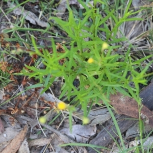 Senecio madagascariensis at Pambula Beach, NSW - 31 Dec 2021 06:39 AM