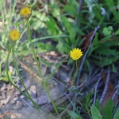 Hypochaeris glabra (Smooth Catsear) at Pambula Beach, NSW - 31 Dec 2021 by KylieWaldon