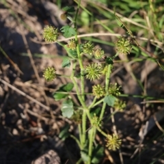 Hydrocotyle sp. at Ben Boyd National Park - 31 Dec 2021 by KylieWaldon