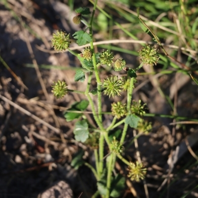 Hydrocotyle sp. at Ben Boyd National Park - 30 Dec 2021 by KylieWaldon