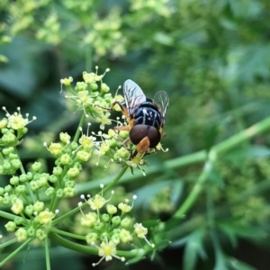 Austalis copiosa at Dunlop, ACT - 5 Jan 2022