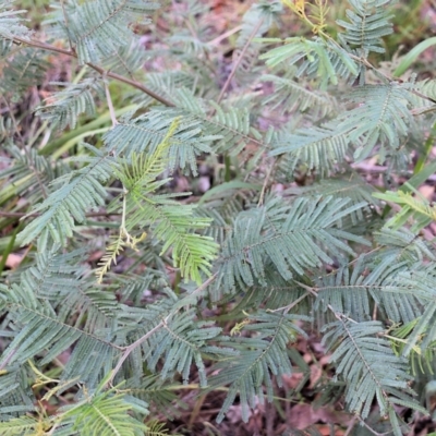 Acacia dealbata subsp. dealbata (Silver Wattle) at Ben Boyd National Park - 30 Dec 2021 by KylieWaldon