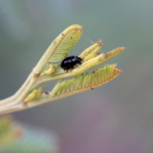 Chrysomelidae sp. (family) at Pambula Beach, NSW - 31 Dec 2021