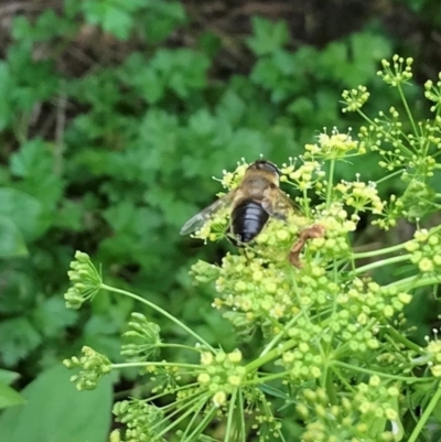 Eristalis tenax (Drone fly) at Dunlop, ACT - 5 Jan 2022 by JR