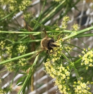 Eristalis tenax at Dunlop, ACT - 5 Jan 2022