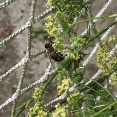 Eristalis tenax at Dunlop, ACT - 5 Jan 2022