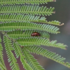 Chrysomelidae sp. (family) (Unidentified Leaf Beetle) at Pambula Beach, NSW - 31 Dec 2021 by KylieWaldon