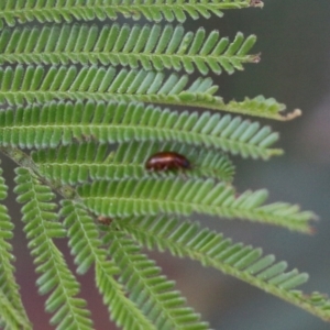 Chrysomelidae sp. (family) at Pambula Beach, NSW - 31 Dec 2021