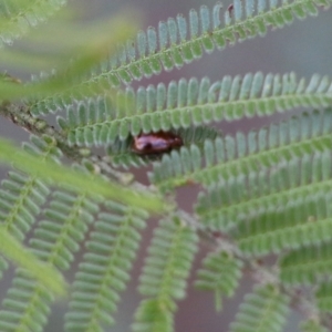 Chrysomelidae sp. (family) at Pambula Beach, NSW - 31 Dec 2021