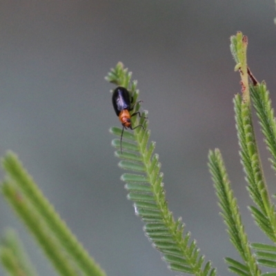 Galerucini sp. (tribe) (A galerucine leaf beetle) at Ben Boyd National Park - 30 Dec 2021 by KylieWaldon