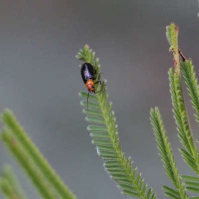 Galerucini sp. (tribe) (A galerucine leaf beetle) at Pambula Beach, NSW - 31 Dec 2021 by KylieWaldon