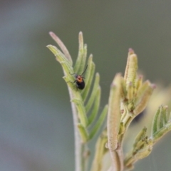 Galerucini sp. (tribe) at Pambula Beach, NSW - 31 Dec 2021