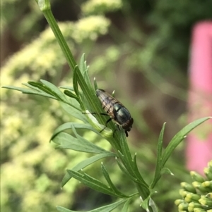 Stomorhina sp. (genus) at Dunlop, ACT - 5 Jan 2022