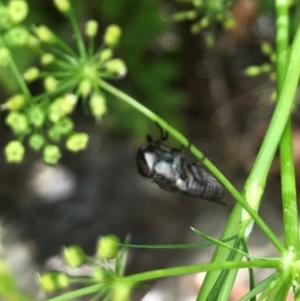 Stomorhina sp. (genus) at Dunlop, ACT - 5 Jan 2022